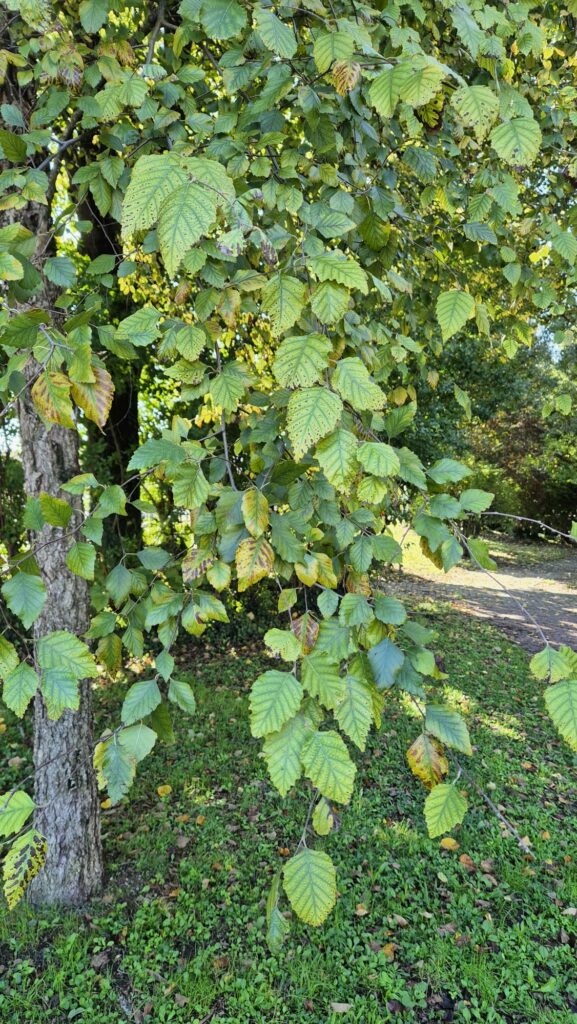 Le foglie della Betulla Nera