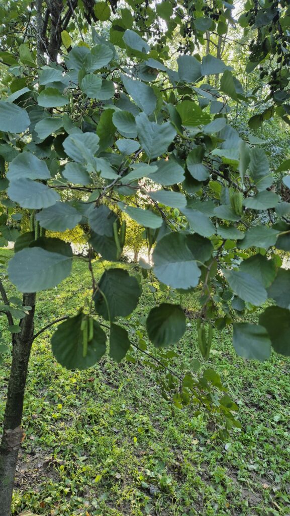 Le foglie dell'Ontano nero