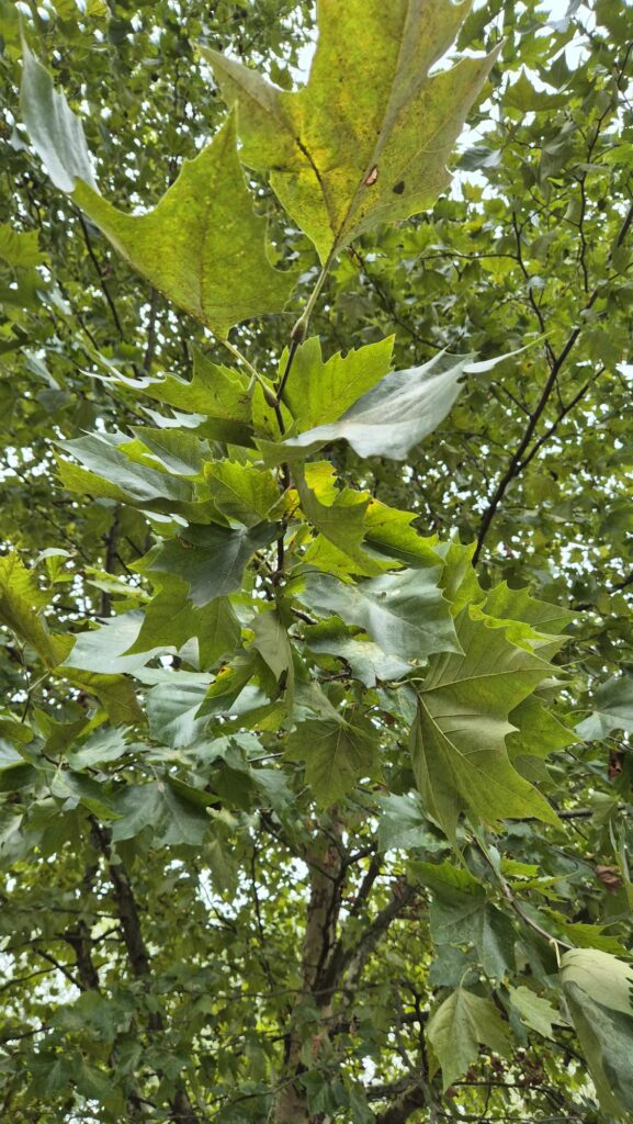 Le foglie del Platano orientale