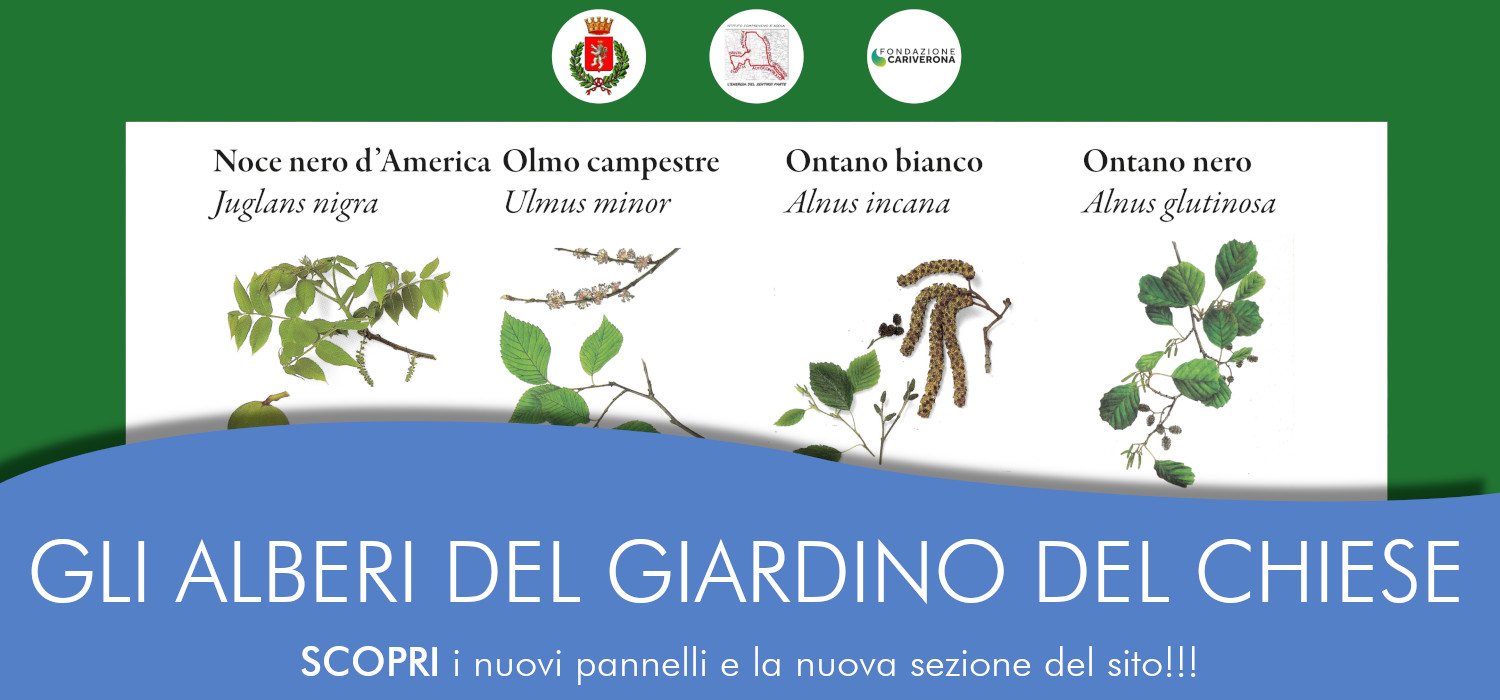 Diapositiva per la presentazione degli alberi del Giardino del Chiese